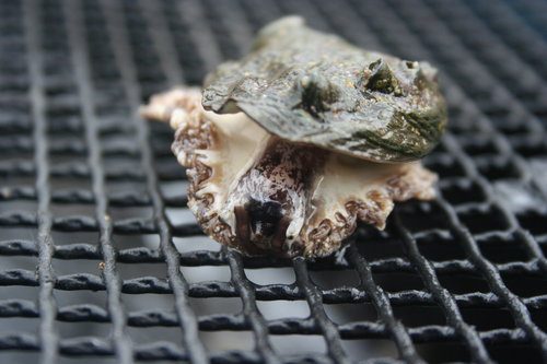 Abalone farm tour, tasting and coastal seaweed walk. Galway. Guided.