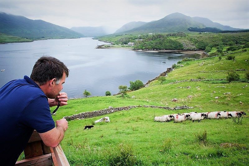 Visit a working sheep farm with sheepdog demo. Galway. Guided.