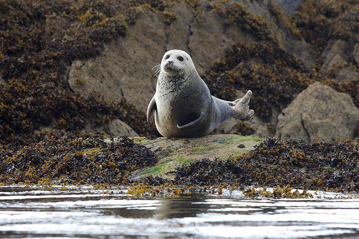 Shannon river & estuary luxury cruise. Clare. Private guided.