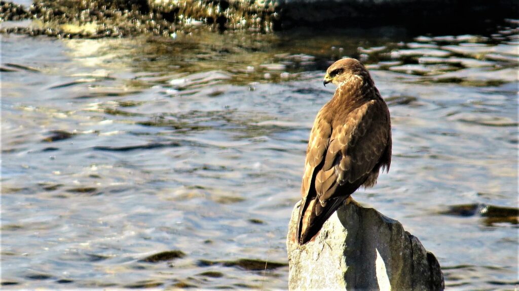 Bird watching by boat on Lough Corrib. Galway. Private Guided.