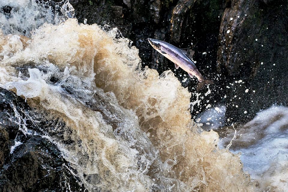 Salmon & sea trout fishing-Connemara fishery. Galway. Private guided. French/Eng