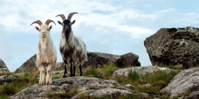 Irish-goats-Connemara-Galway-Ireland