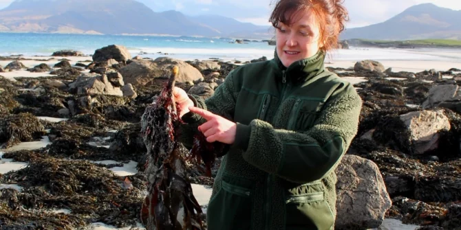 Seaweed-Foraging-Galway-Ireland