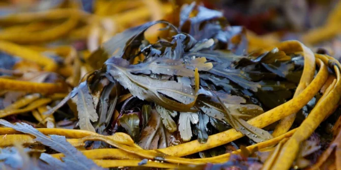 Seaweeds-Foraging-Ecology walk-Galway-Ireland