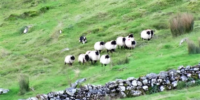 dog herding sheep-Killary-Galway-Ireland