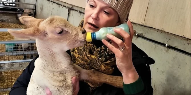 feeding lambs -Killary-Galway-Ireland