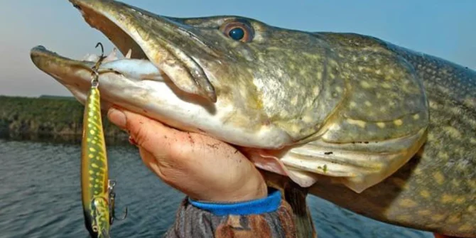 Pike Fish-Lough Corrib-Galway-Ireland