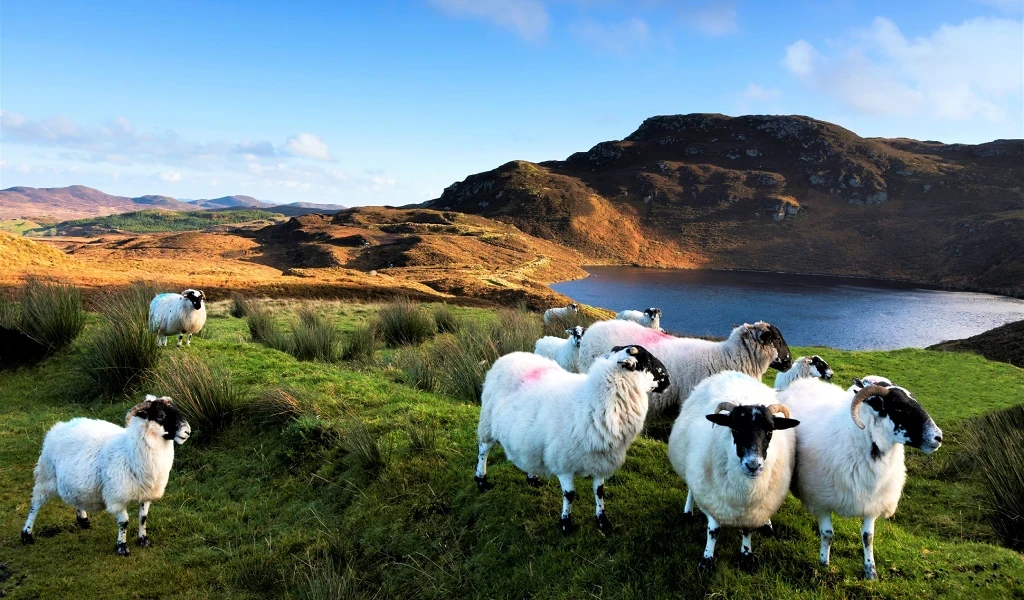 Black faced sheep-Inagh valley-Connemara mountains-Galway-Ireland