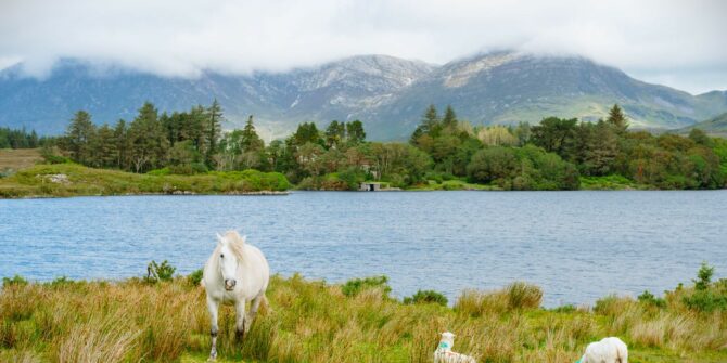 Connemara Pony-Connemara, County-Galway-Ireland